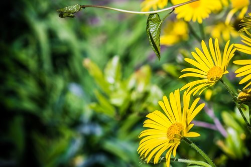 flowers  yellow  nature