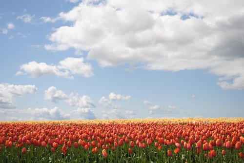 flowers  tulip  field