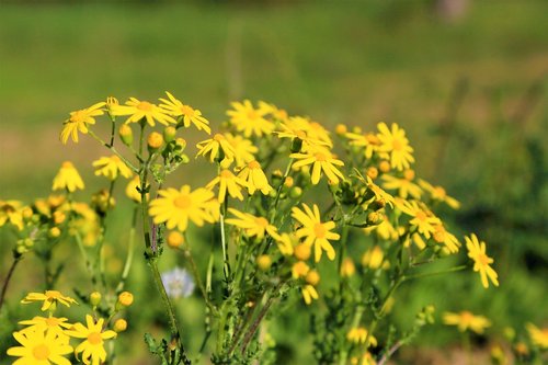 flowers  yellow  spring