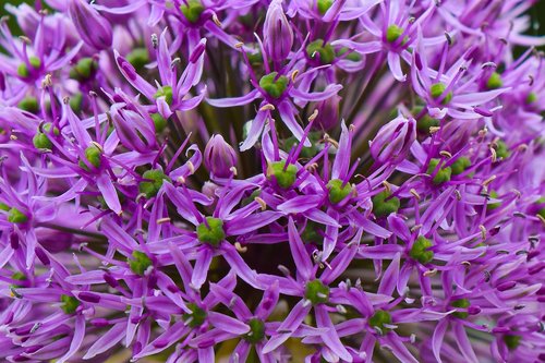 flowers  ornamental onion  plant