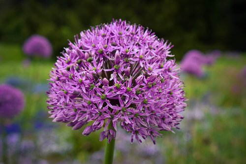 flowers  ornamental onion  plant