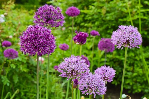 flowers  ornamental onion  plant