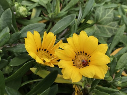 flowers  yellow  wildflower