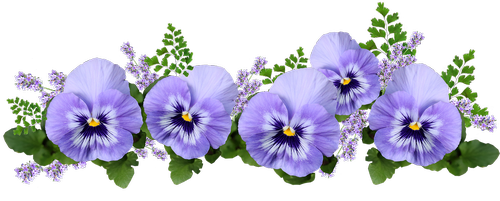 flowers  pansies  lavender