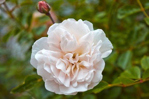 flowers  roses  provence-rose