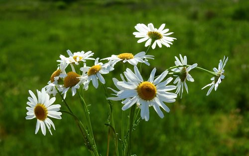 flowers  meadow  nature