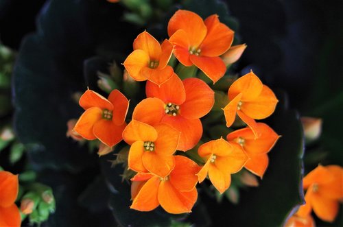 flowers  orange flowers  spring