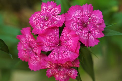 flowers  carnations  variegated