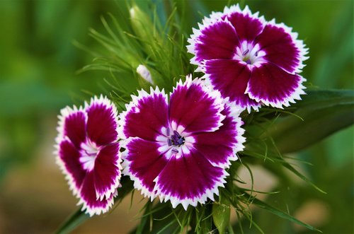 flowers  carnations  variegated