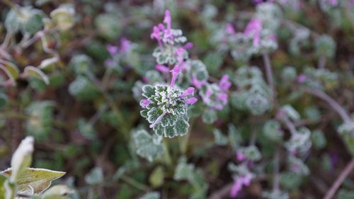 flowers  nature  plants