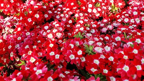 flowers  red  flower garden