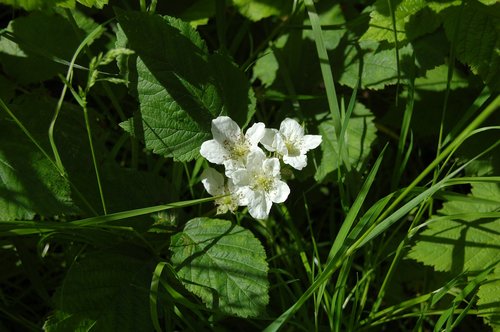 flowers  white  blackberry