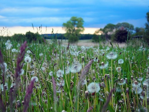 flowers  meadow  summer