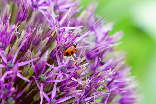 flowers  macro  ladybug