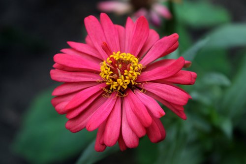 flowers  plant  blossom