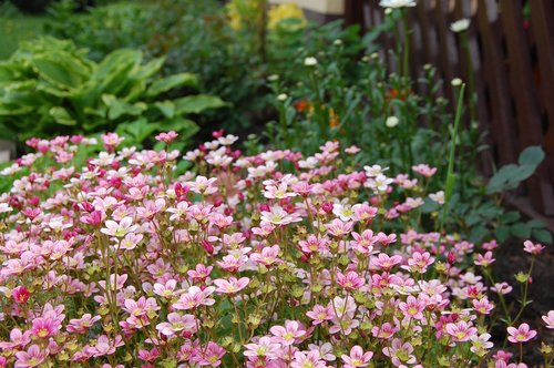 flowers  garden  spring