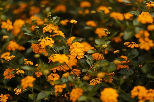 flowers  yellow  nature