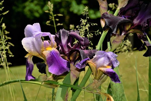 flowers  iris flowers  black