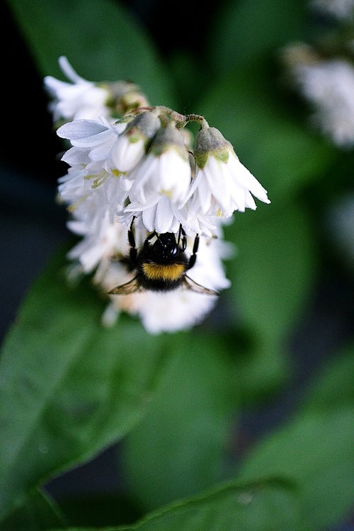 flowers  white  bumblebee