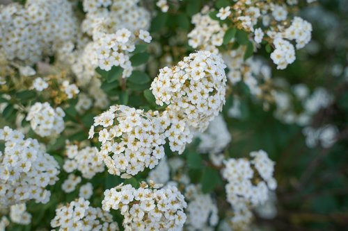 flowers  bloom  white flowers