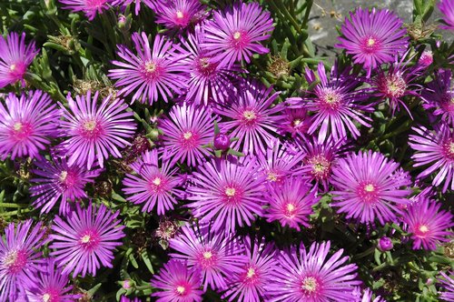 flowers  purple  star