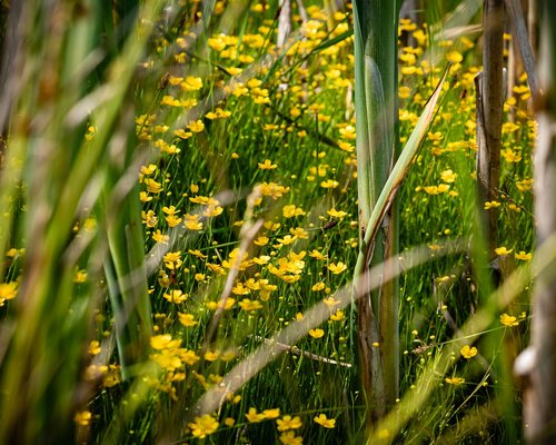 flowers  yellow  grass