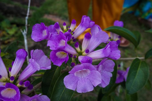 flowers  purple  plant