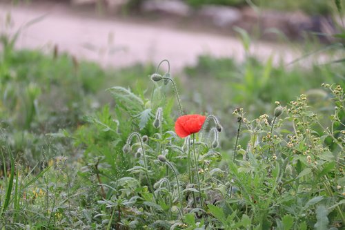 flowers  blooming  blossom