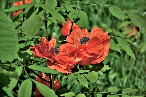 flowers  poppies  polly flowers