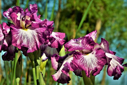 flowers  iris  bloom