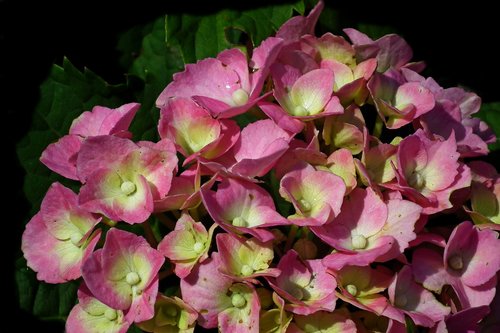 flowers  hydrangea  pink