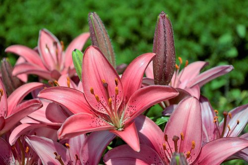 flowers  lilies  hybrid