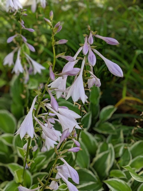 flowers  garden  flora