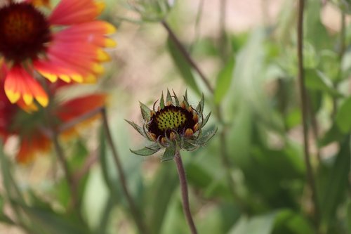 flowers  wallpaper  nature