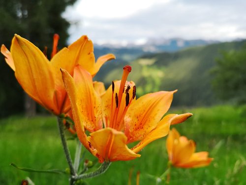 flowers  prato  nature