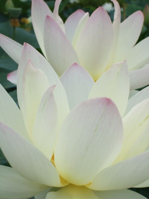 flowers lotus japan