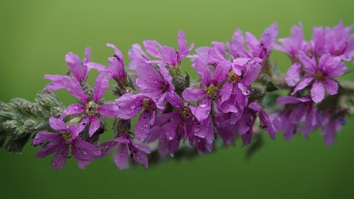 flowers  raindrop  water