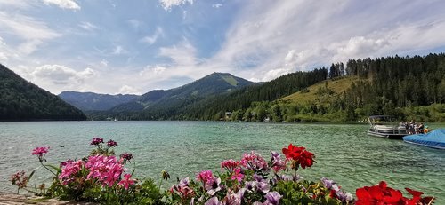 flowers  lake  nature