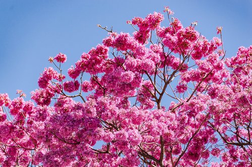 flowers  spring  nature