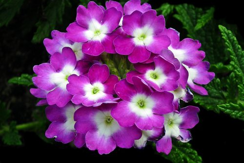 flowers  violet  summer