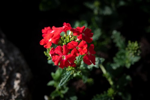 flowers  flower  red