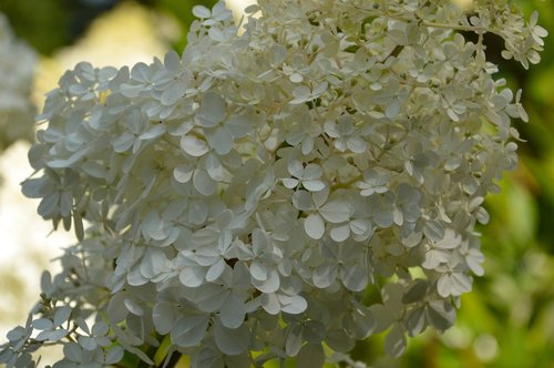 flowers  nature  blossom