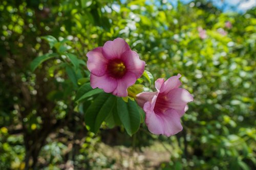 flowers  nature  plant