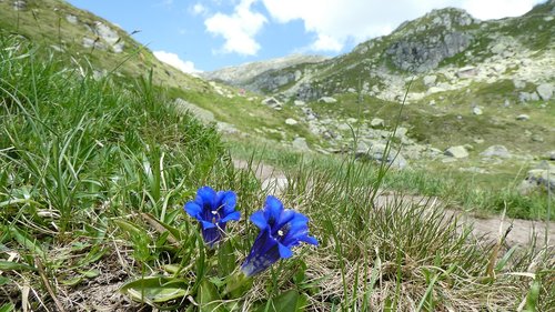 flowers  mountains  switzerland