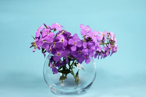 flowers  bouquet  purple