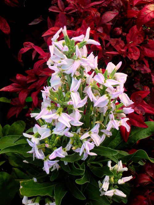 flowers  leaves  flora