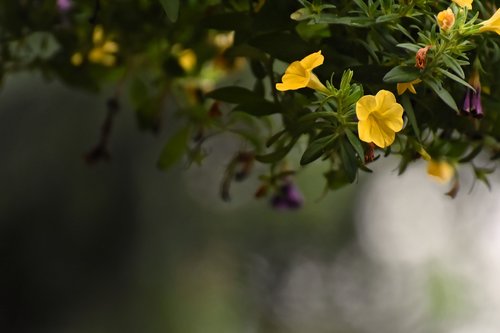 flowers  background  blossom