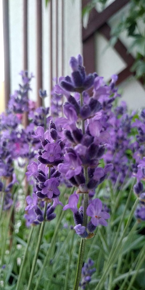 flowers  lavender  purple