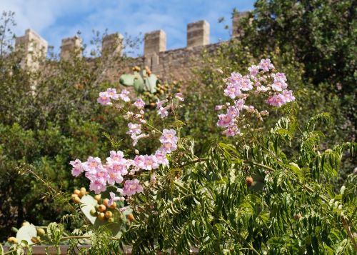flowers wall castle