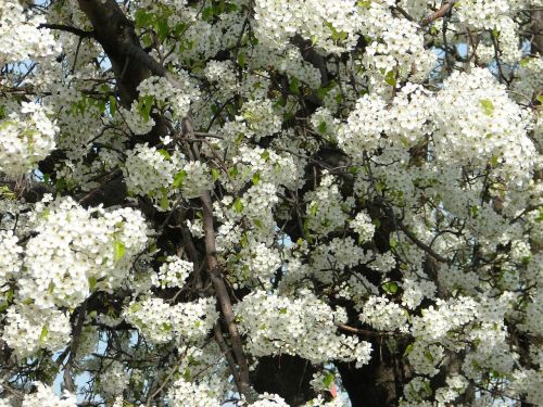 flowers tree white